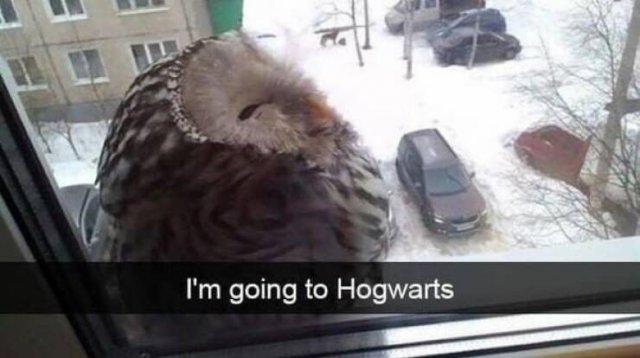 Memes With Animals (23 pics)