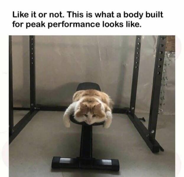 Memes With Animals (23 pics)