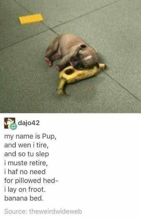 Memes With Animals (23 pics)