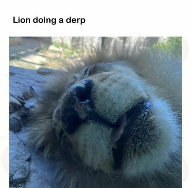 Memes With Animals (23 pics)