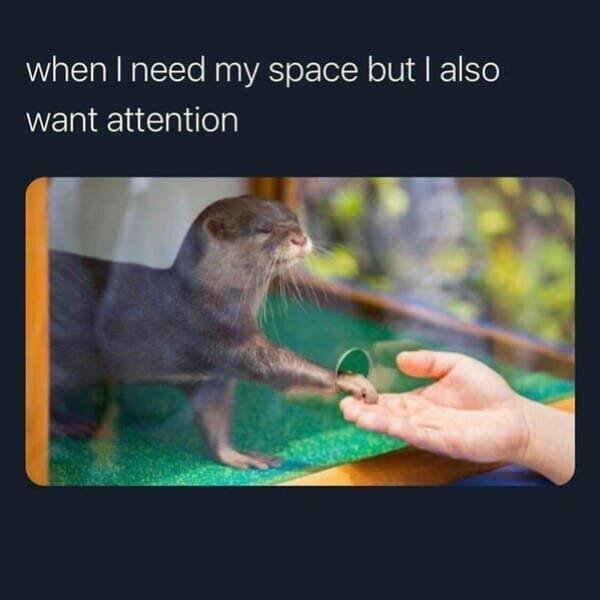 Memes With Animals (23 pics)
