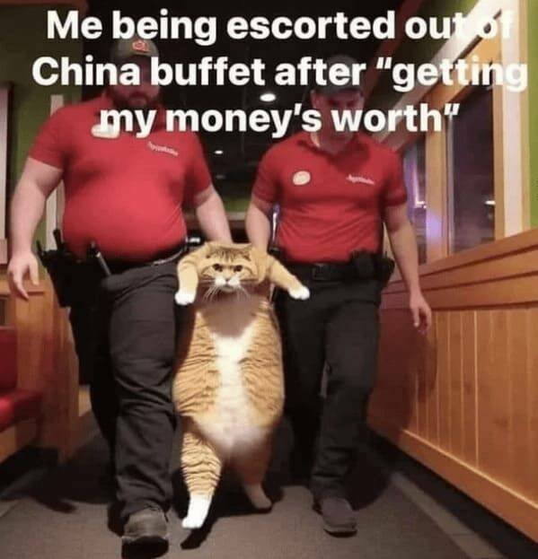 Memes With Animals (23 pics)