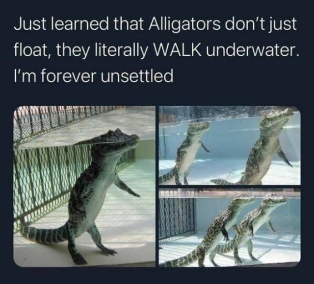 Memes With Animals (23 pics)