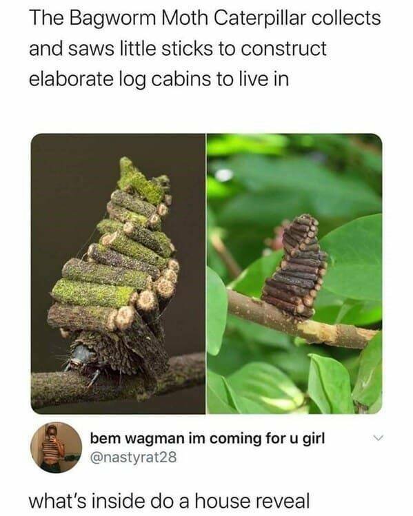Memes With Animals (23 pics)