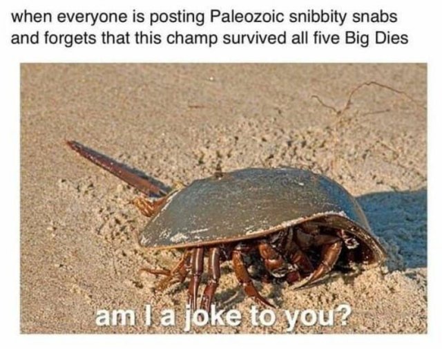 Memes With Animals (23 pics)