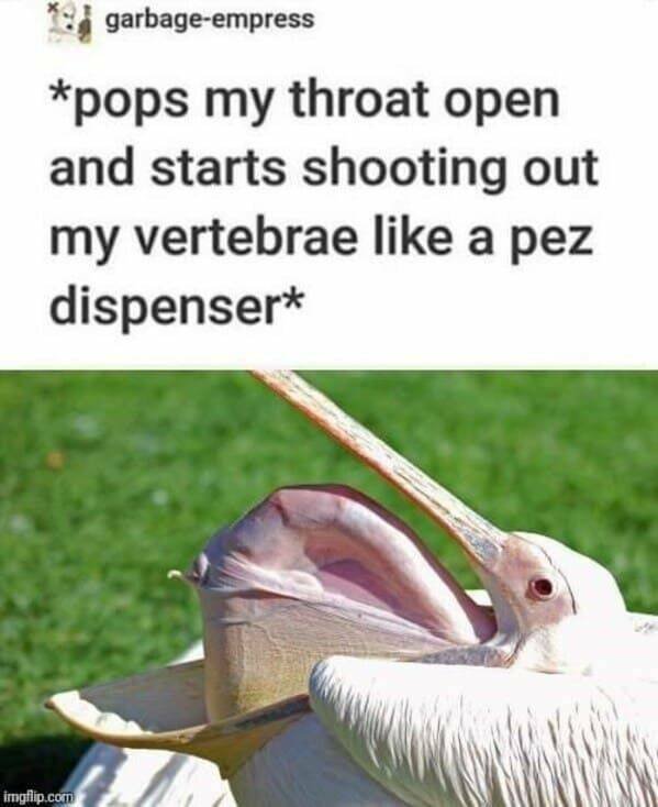 Memes With Animals (23 pics)