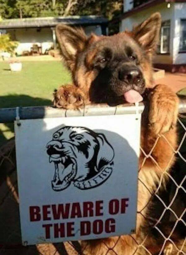 Cute And Funny Dogs (22 pics)