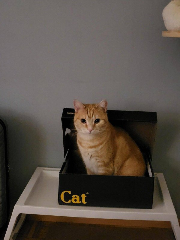 Funny Cats (28 pics)