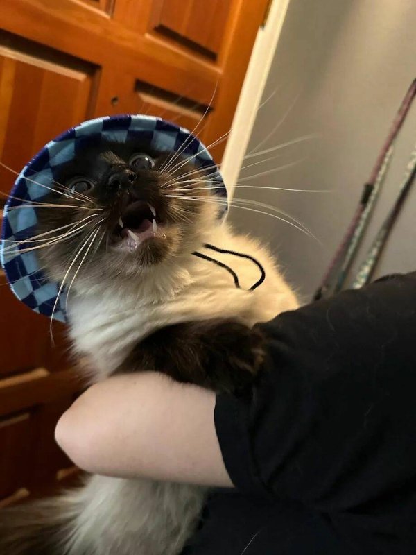 Funny Cats (28 pics)
