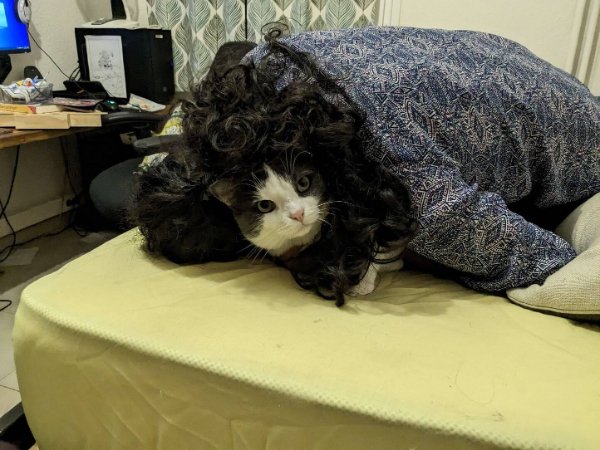 Funny Cats (28 pics)