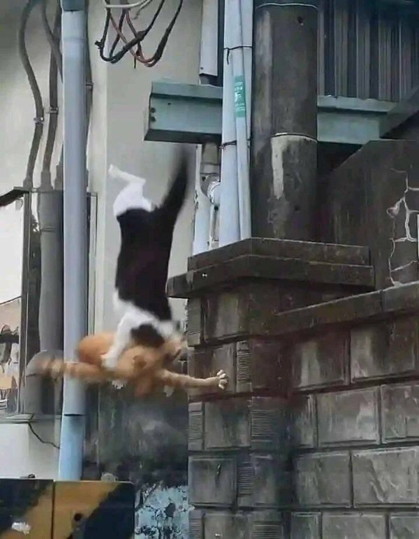 Funny Cats (28 pics)