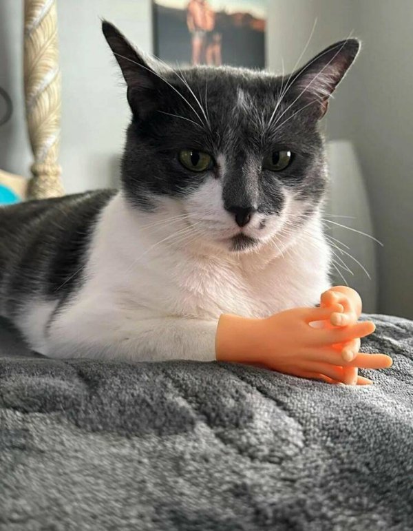 Funny Cats (28 pics)