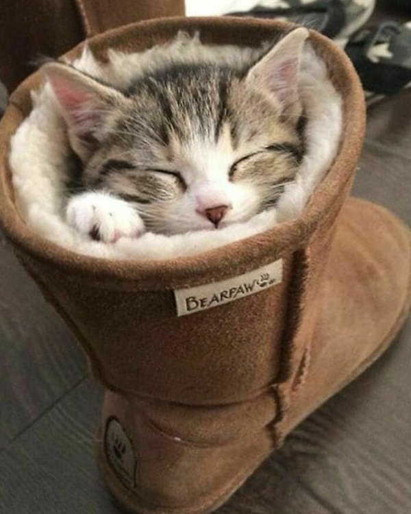Funny Cats (28 pics)