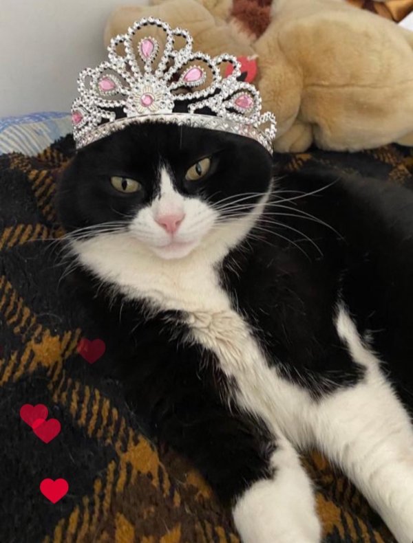 Funny Cats (28 pics)