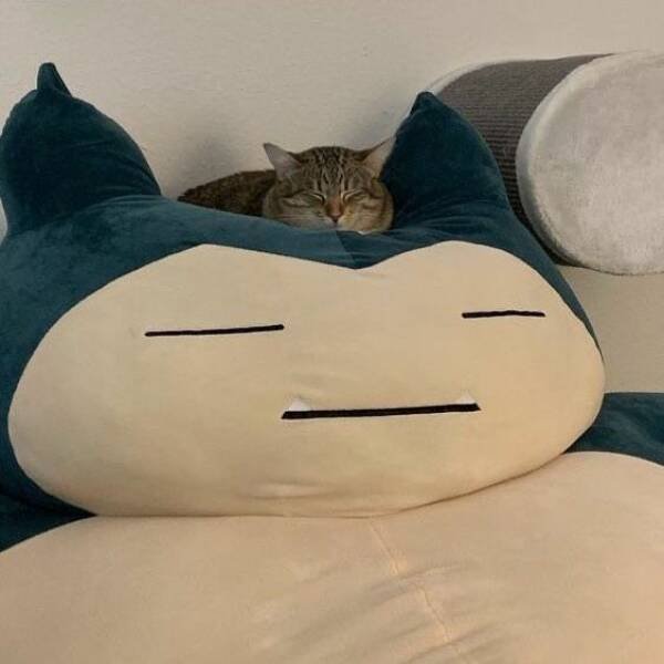 Funny Cats (28 pics)