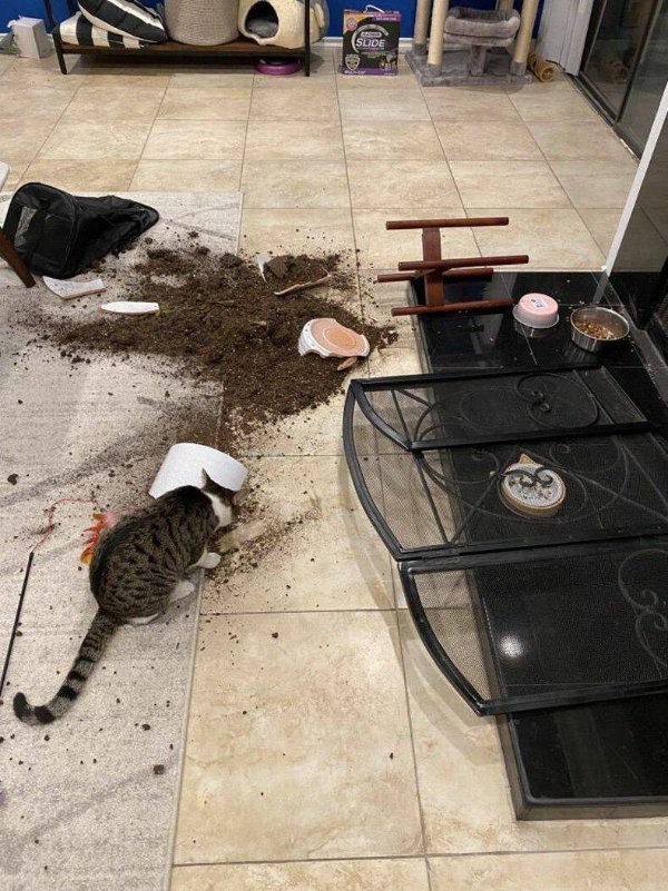 Funny Cats (28 pics)