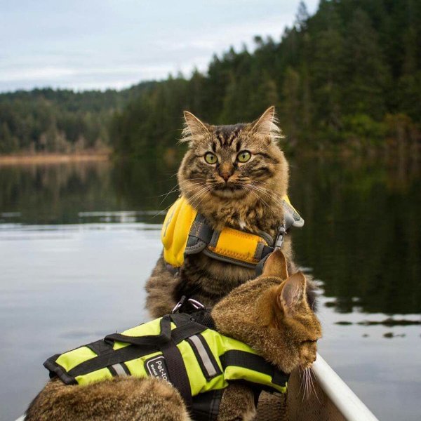 Funny Cats (28 pics)