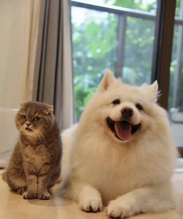 Funny Cats (28 pics)