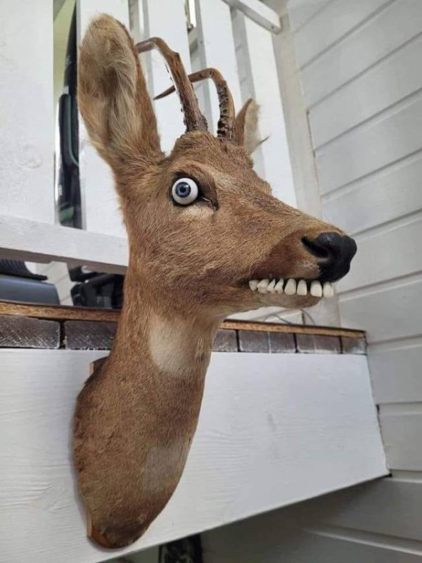 What Is Going On Here? (34 pics)