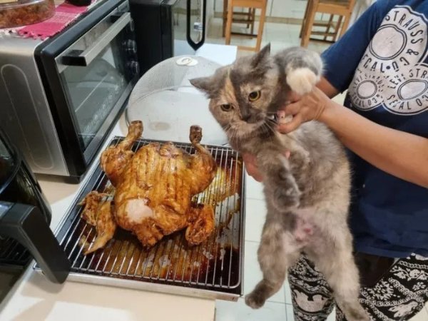 Funny Cats (28 pics)