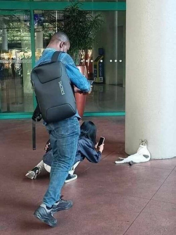 Funny Cats (28 pics)