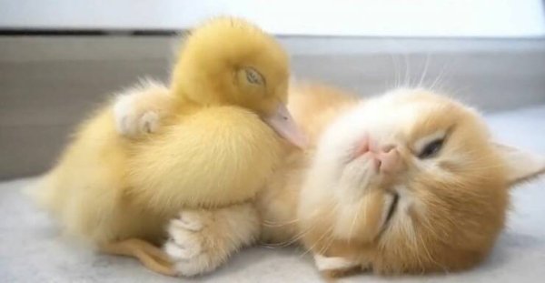 Funny Cats (28 pics)