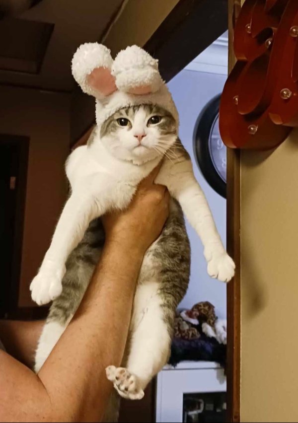 Funny Cats (28 pics)