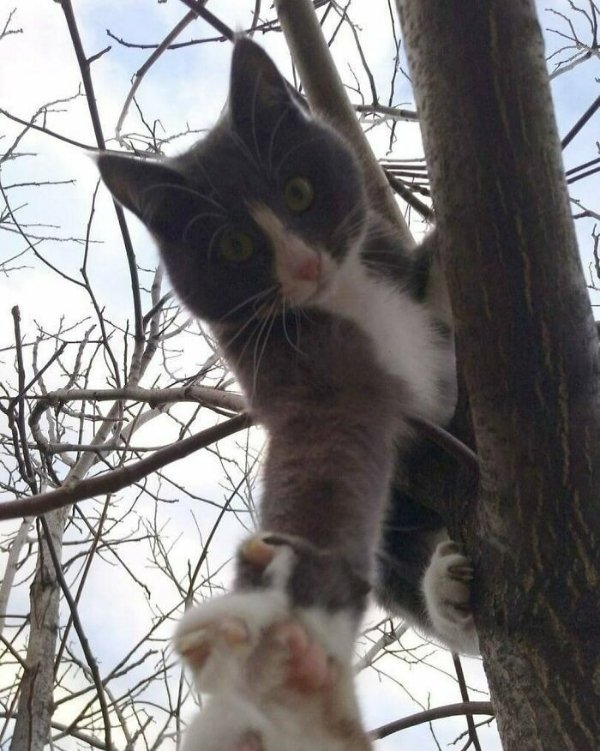 Funny Cats (28 pics)