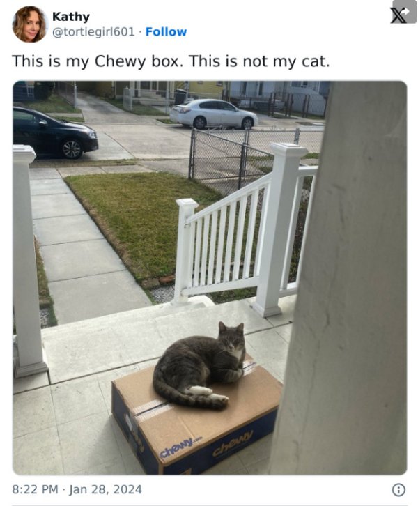 Funny Cats (28 pics)