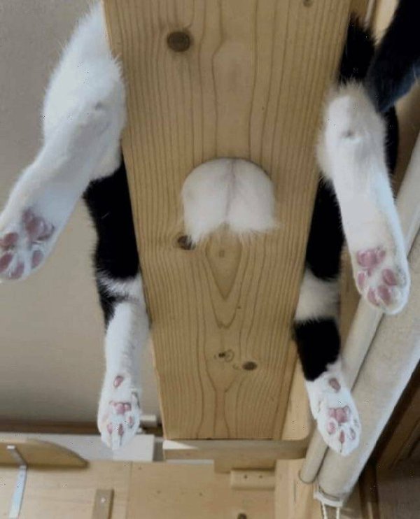 Funny Cats (28 pics)