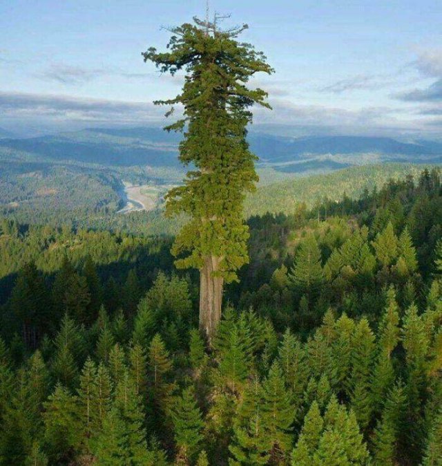 Really Giant Things (22 pics)
