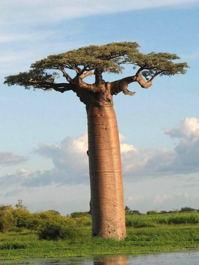 Really Giant Things (22 pics)
