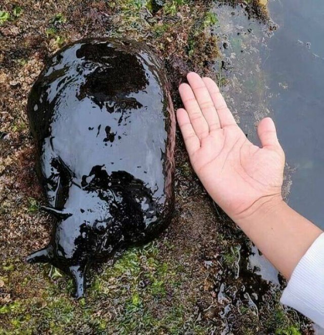 Really Giant Things (22 pics) Really Giant Things (22 pics)