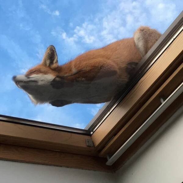 Unusual Finds Outside The Window (25 pics)