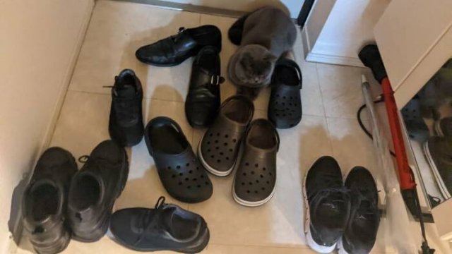 Where Is The Cat? (29 pics)