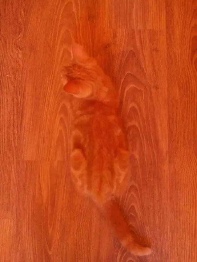 Where Is The Cat? (29 pics)