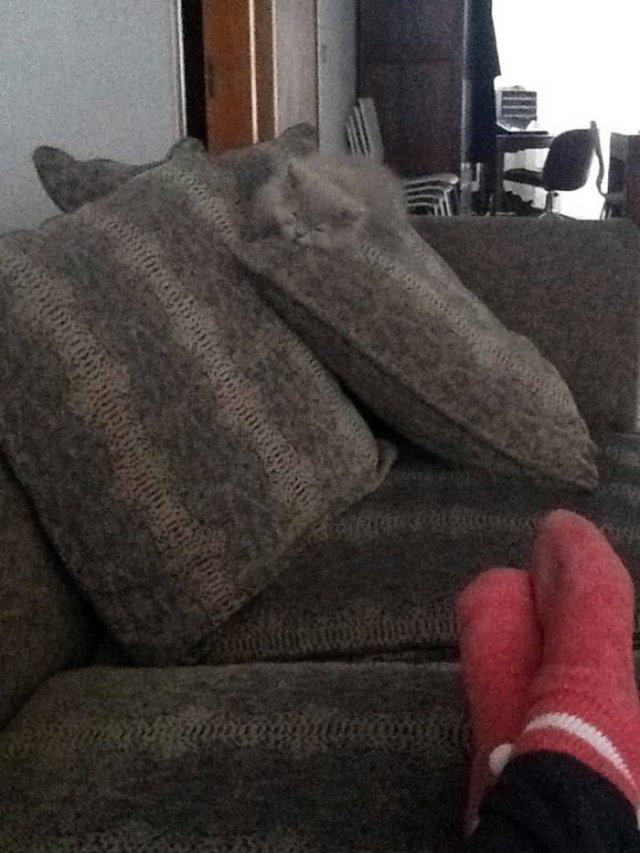 Where Is The Cat? (29 pics)