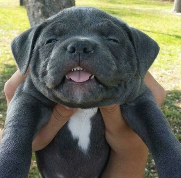 Cute And Funny Dogs (48 pics)