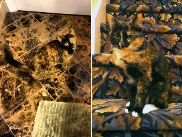 Where Is The Cat? (29 pics)