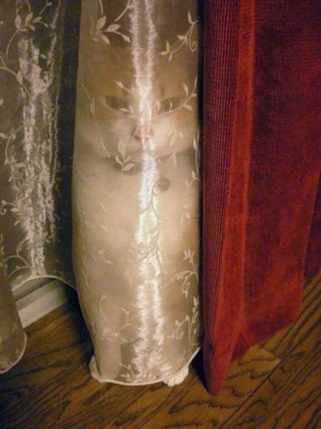 Where Is The Cat? (29 pics)