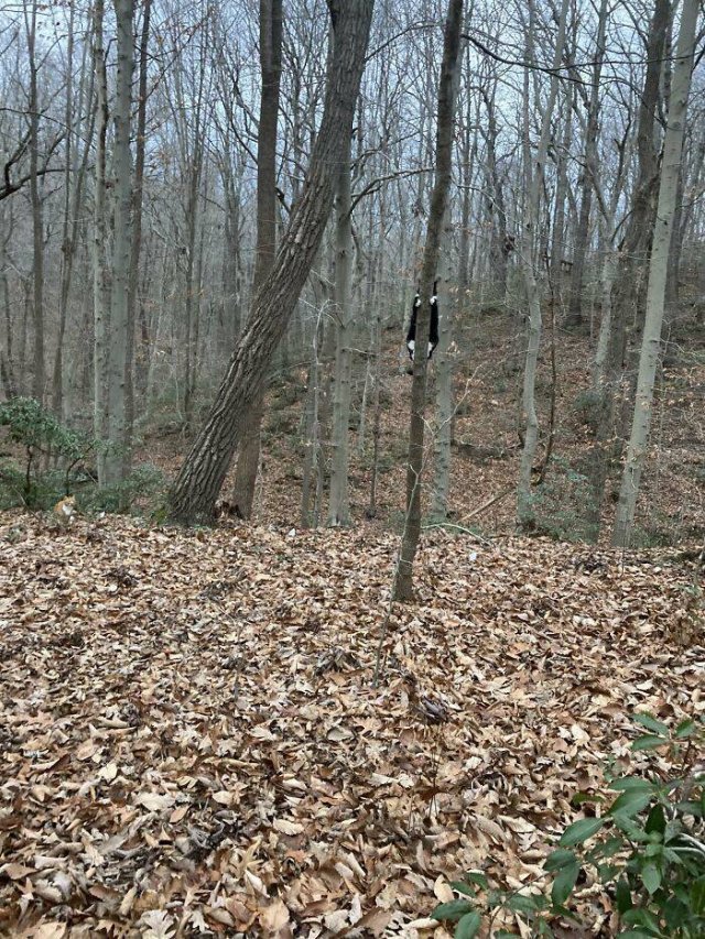 Where Is The Cat? (29 pics)