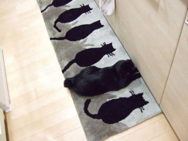 Where Is The Cat? (29 pics)