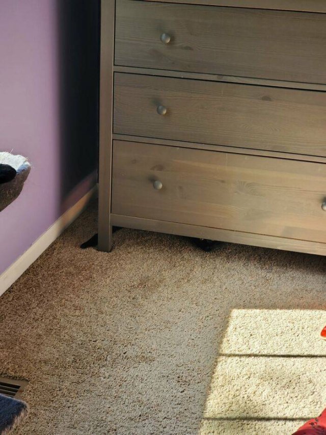 Where Is The Cat? (29 pics)