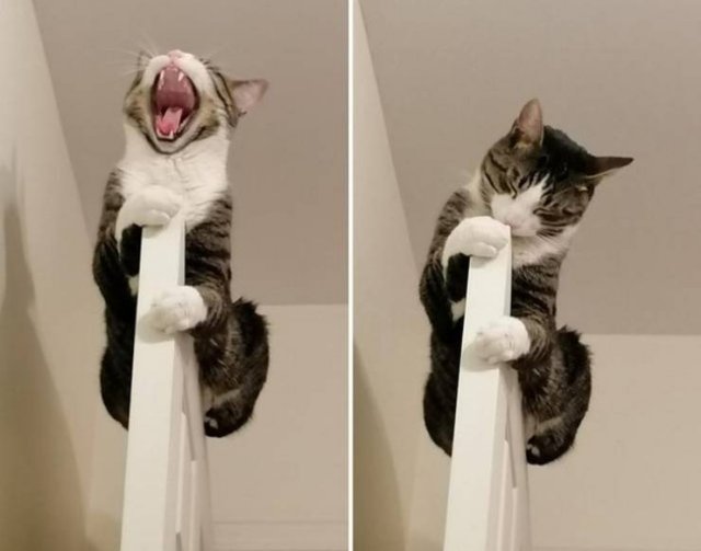 People Share Their Funny Cats (20 pics)