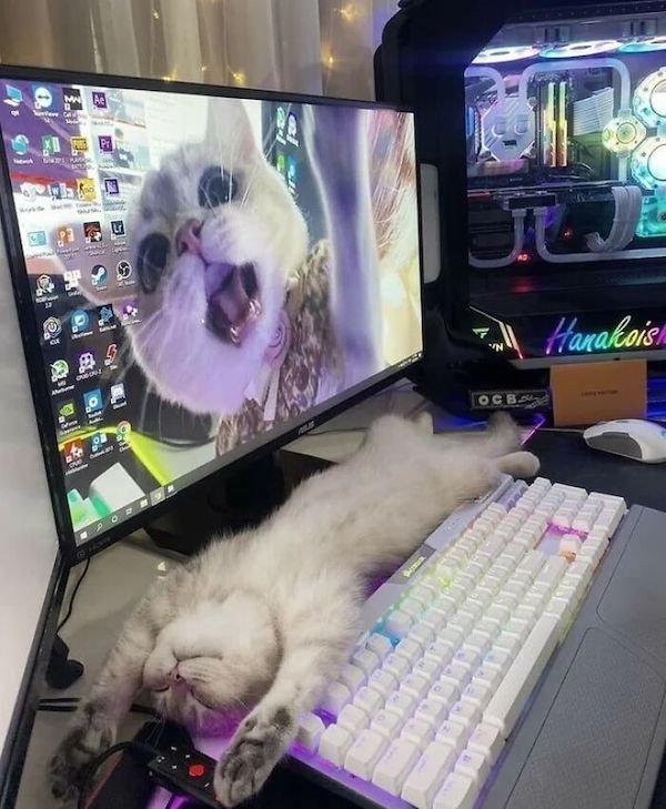 Funny Animals (44 pics)