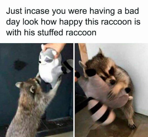 Funny Animals (44 pics)