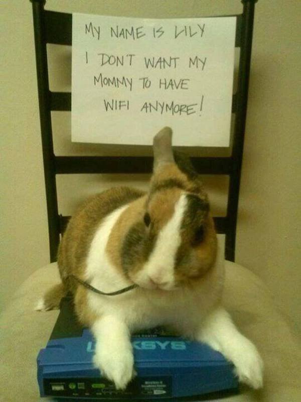 Funny Animals (44 pics)