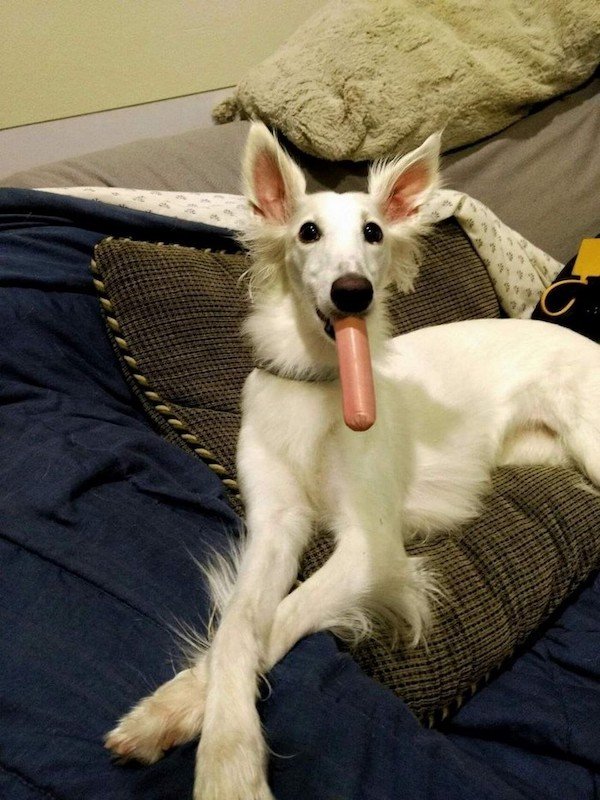 Funny Animals (44 pics)