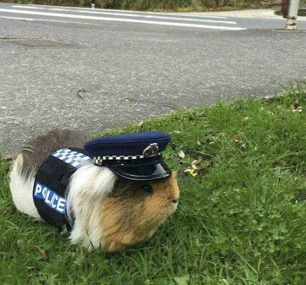 Funny Animals (44 pics)