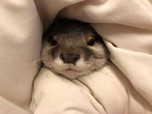 Funny Animals (44 pics)